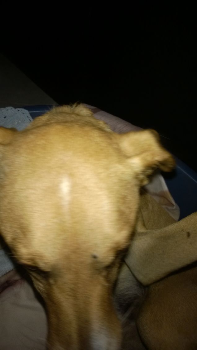 Una testa da accarezzare.