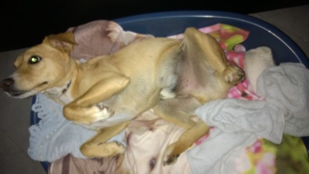 Gratta un cane sulla pancia e troverai un lavoro fisso.