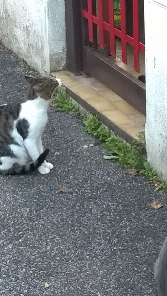 Romeo è innamorato.