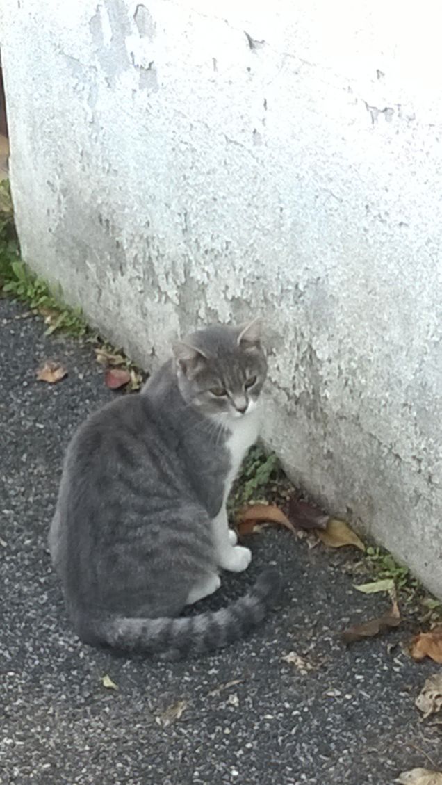 Giulietta è perplessa