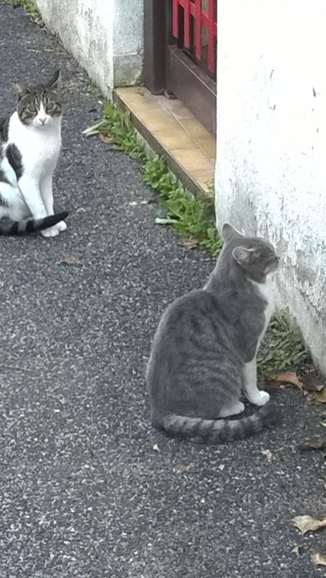 Insieme ne combineranno delle belle.