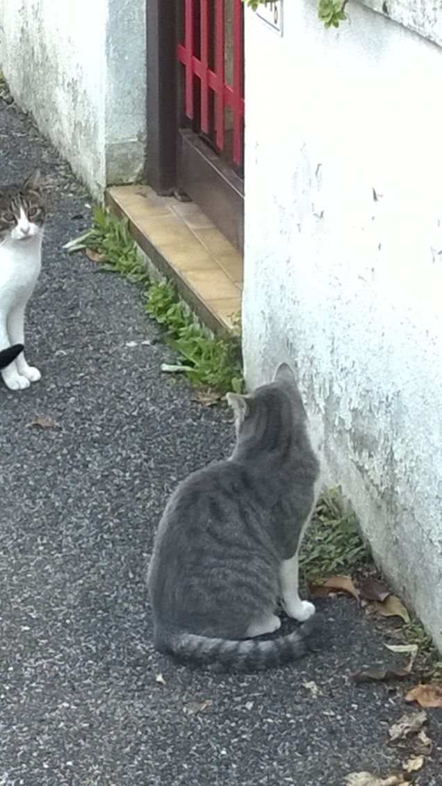 Con questi due le notti sono insonni.