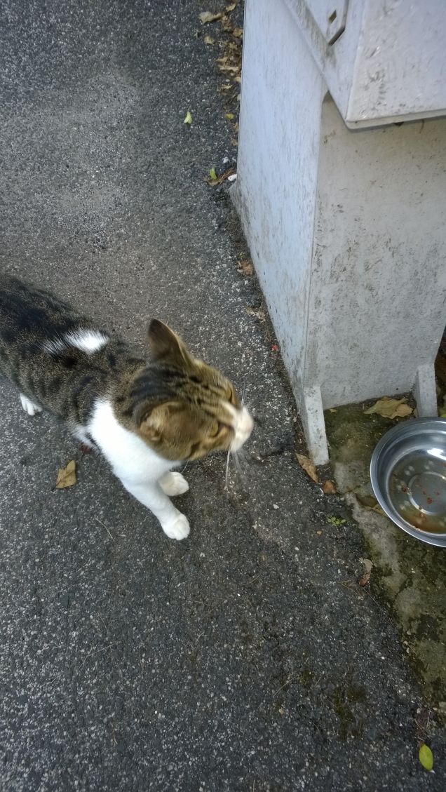 Lui è un gran mangione