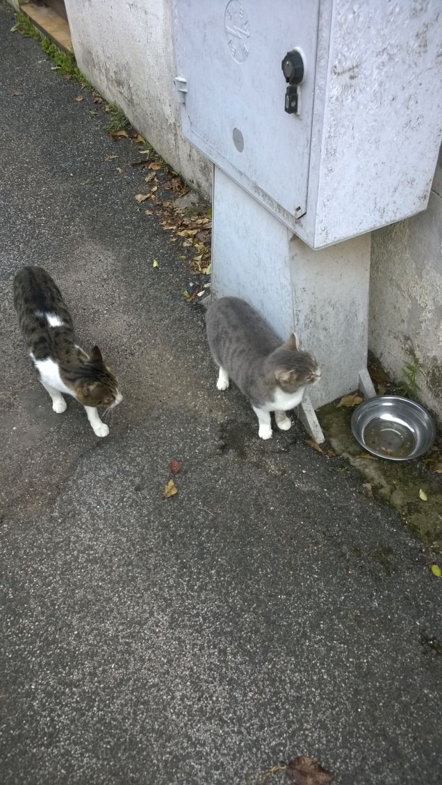 I nomi sono infiniti potrebbero chiamarsi anche Mimi' e Cocò.