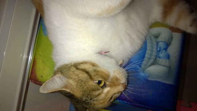 E' cosi bello avere degli animali in casa