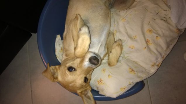 Ma come si fa  a maltrattare un cane cosi remissivo.