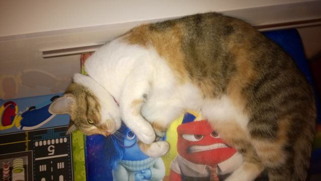 C'è chi continua a dormire