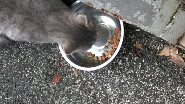 Questa micia è la mia spina nel fianco.