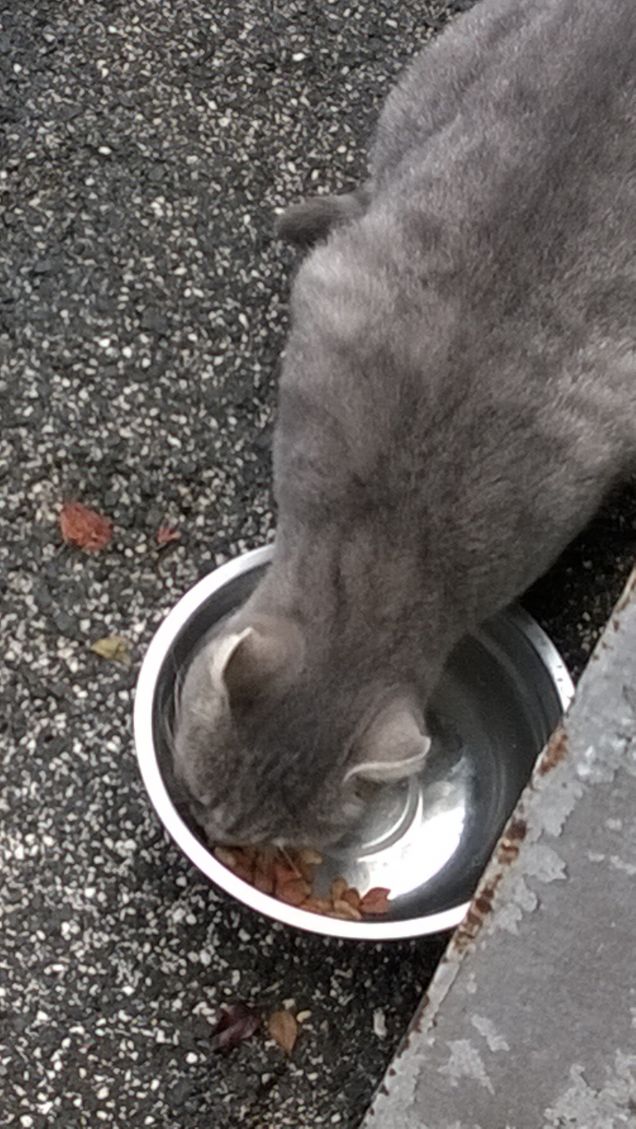 Se vuoi convivere con un gatto non aspettarti che sia lui ad adeguarsi a te. Dovrai essere tu ad adattarti alle sue regole.