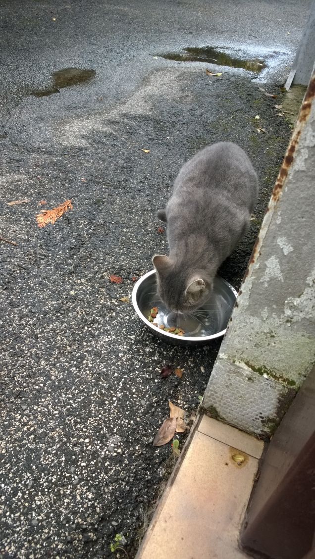 Vorrei averla in casa con me.