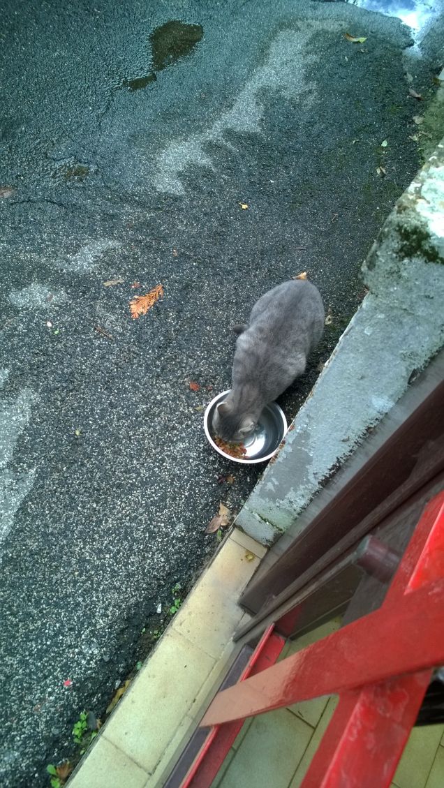 Ciao miciolina a stasera.