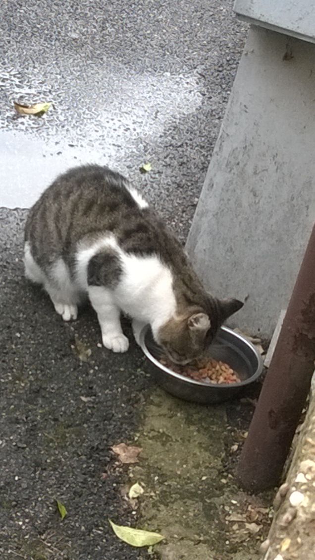 Pazienza dovrò sfamare anche lui.