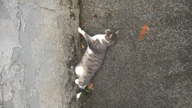 Bella come il sole che non c'è