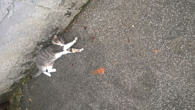 Come si fa ad abbandonarli.