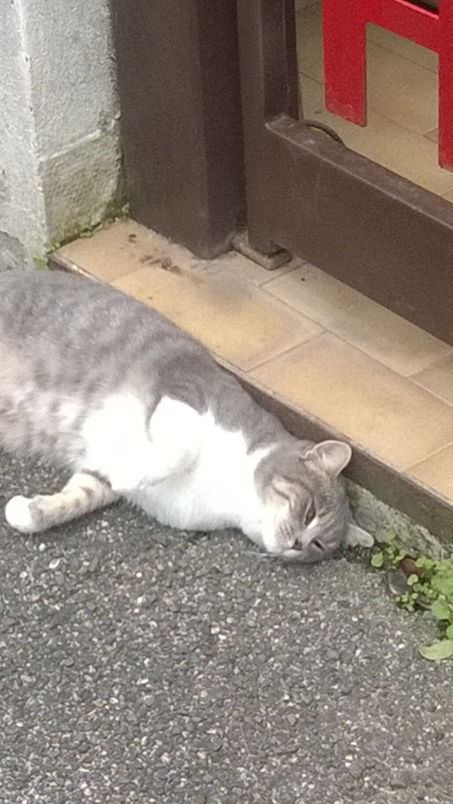 Oggi gli è presa cosi.