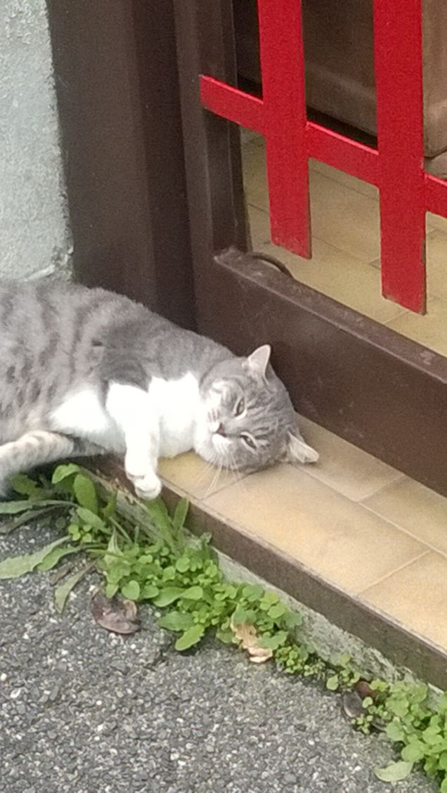 Mha valli a capire i gatti.