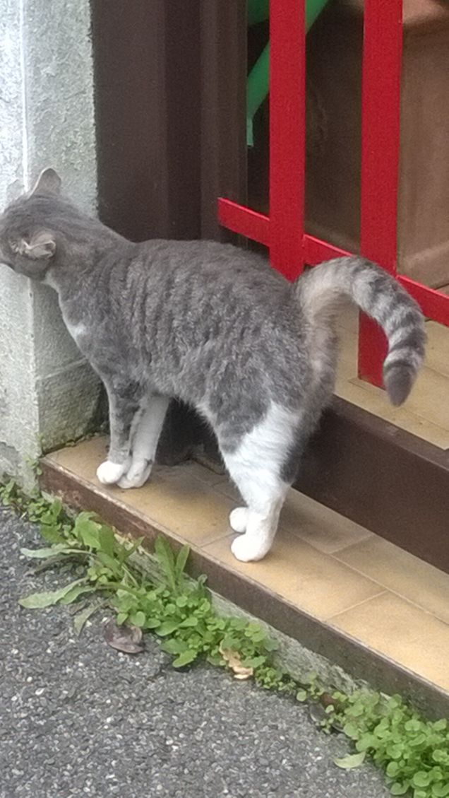 Una micia affettuosissima