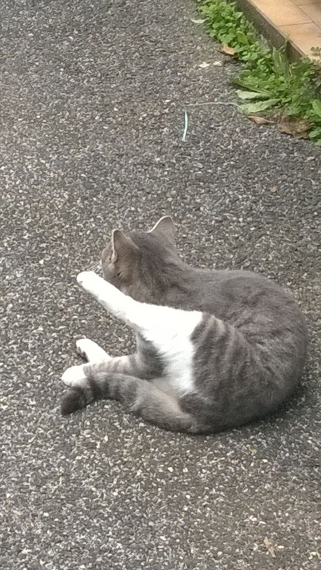 Posizione del gatto.