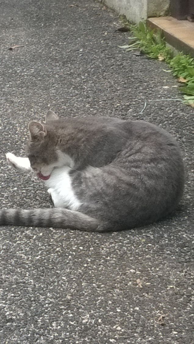 Puliamoci la zampina