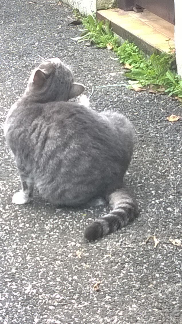 Grattatina sull'orecchio.