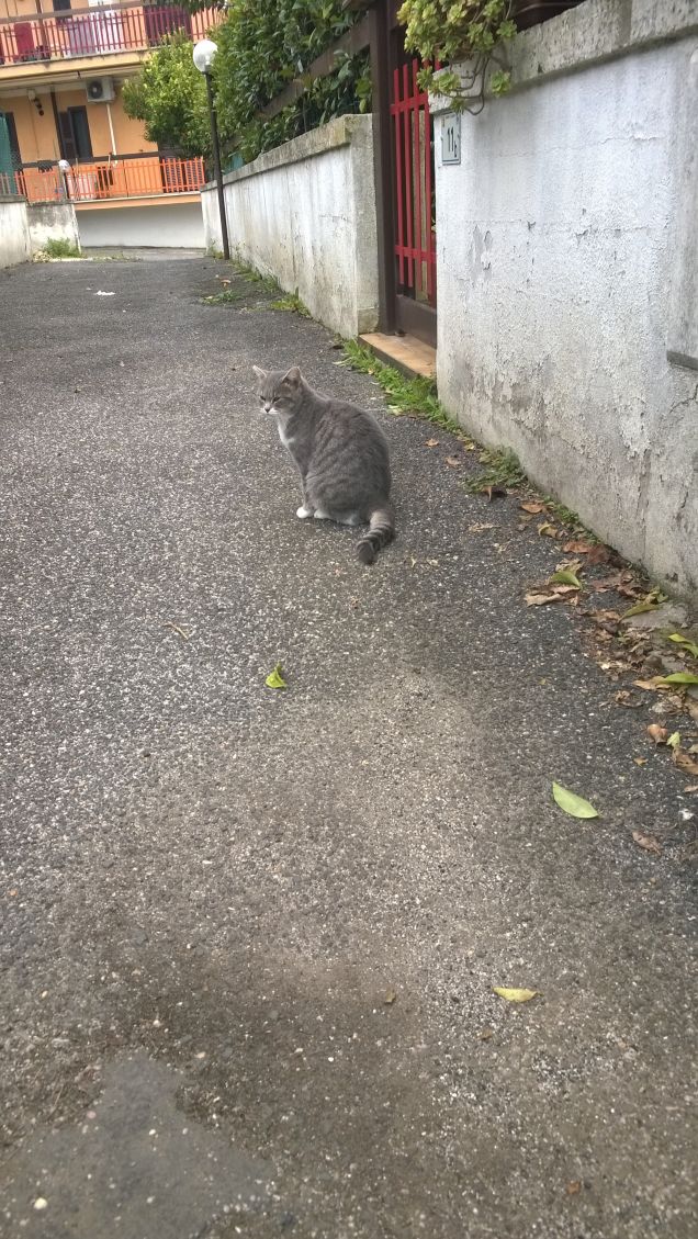 Il viale del tramonto.
