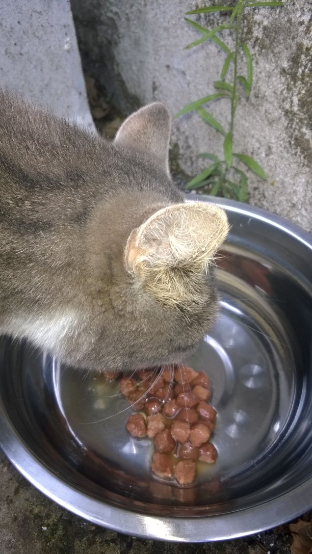 E spero che del buon cibo lo abbiano anche gli altri.