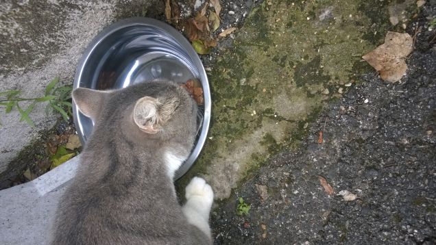 Sei una vera mangiona