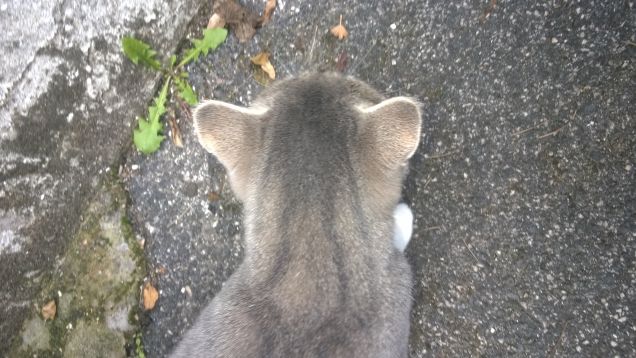 Le sue piccole orecchie.