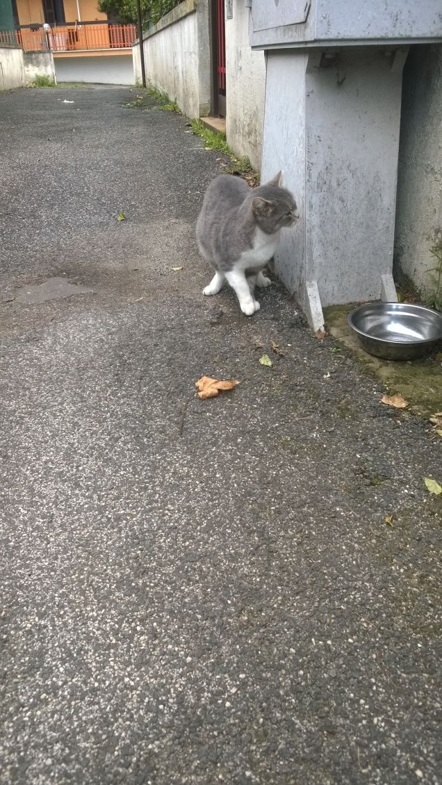 Eccola in cerca di pappa.