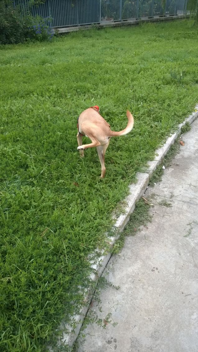 Scusate ma mi scappava