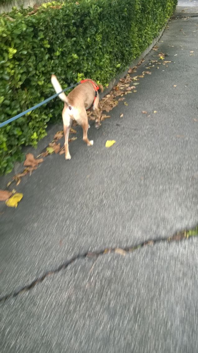 Al guinzaglio ogni tanto.