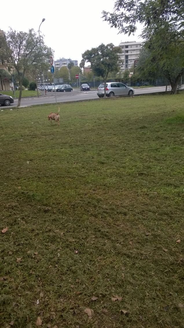 Quel puntino laggiù è Lucky