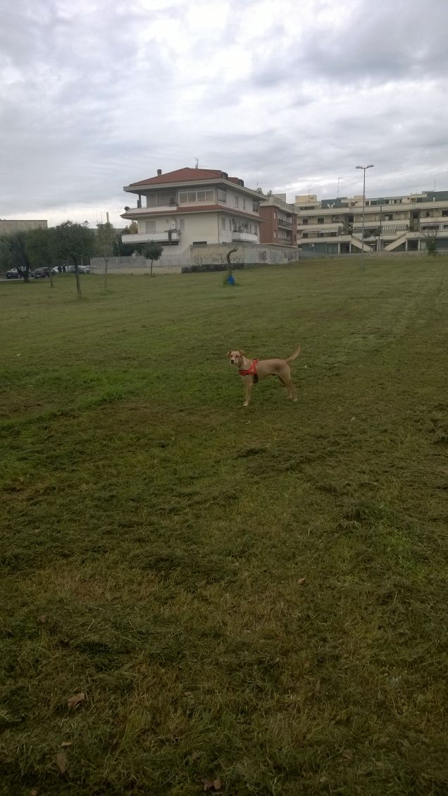 bianco dall'orecchio nero