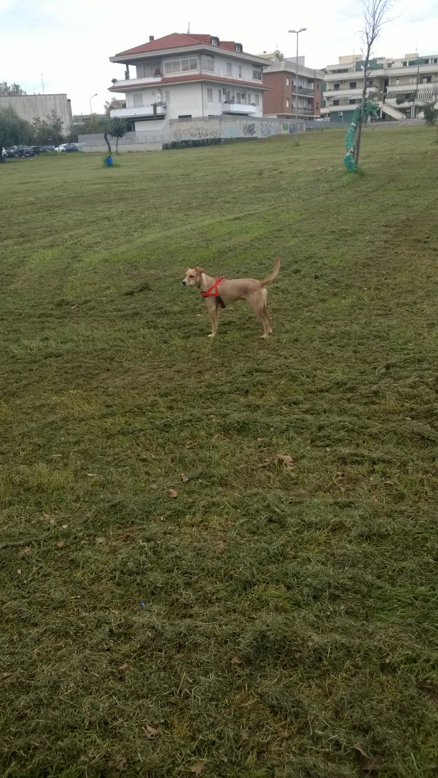 il cucciolo di Edimburgo