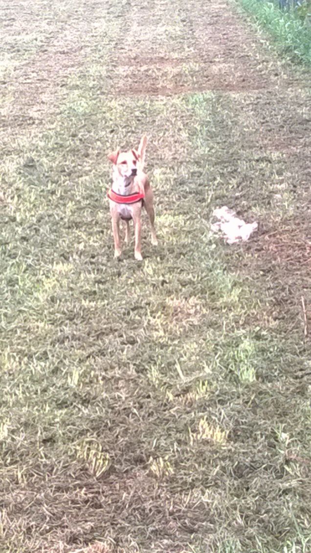 Un eroe a quattro zampe