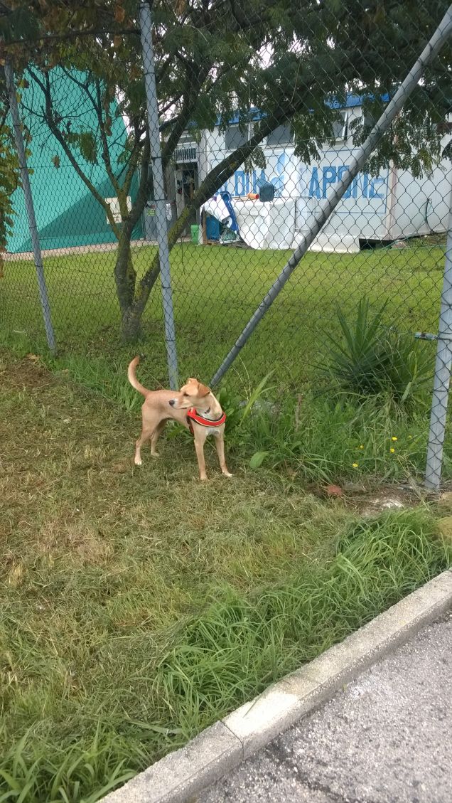 Un cane chiamato Desiderio