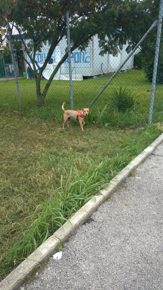 In fuga a quattro zampe