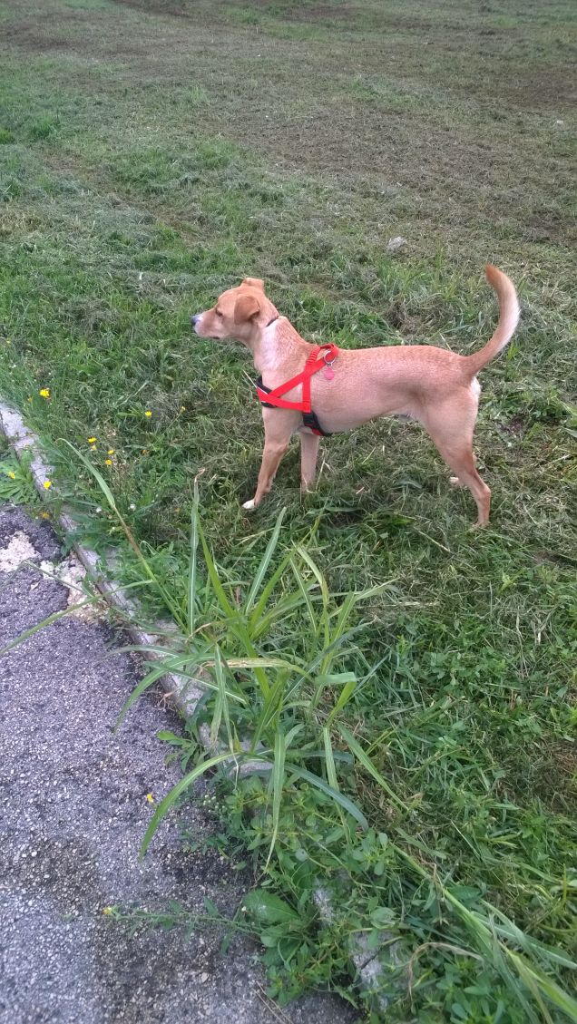 L'incredibile avventura