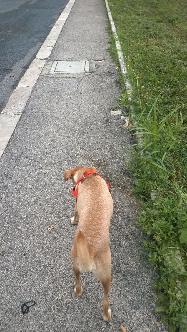 Fino a quando non hai amato un animale, una parte della tua anima rimane addormentata. (Anatole France)