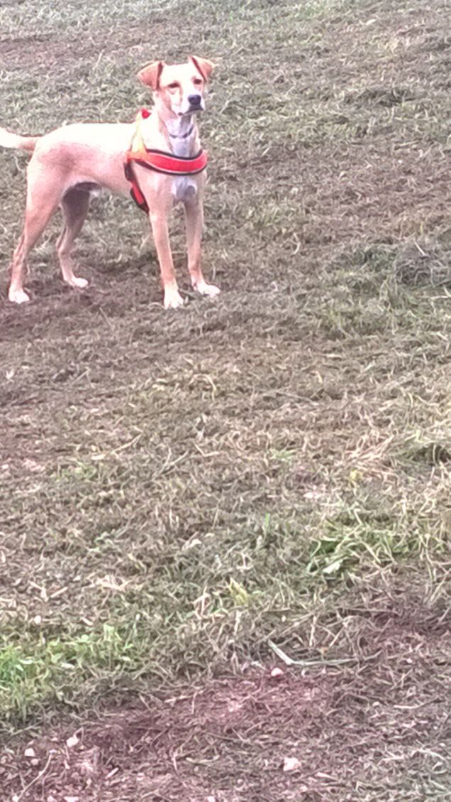 Un gatto, dopo essere stato rimproverato, si fa gli affari suoi. Un cane scivola in un angolo e fa finta di fare un serio esame di coscienza. (Robert Brault)