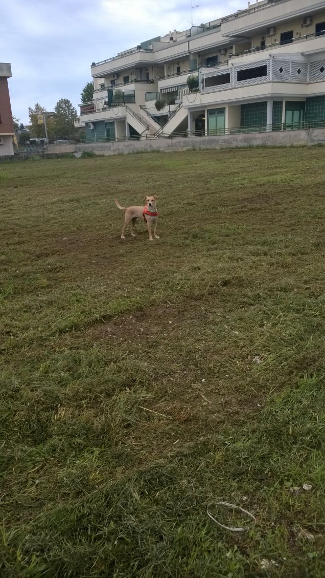 I cani arrivano quando li chiami.