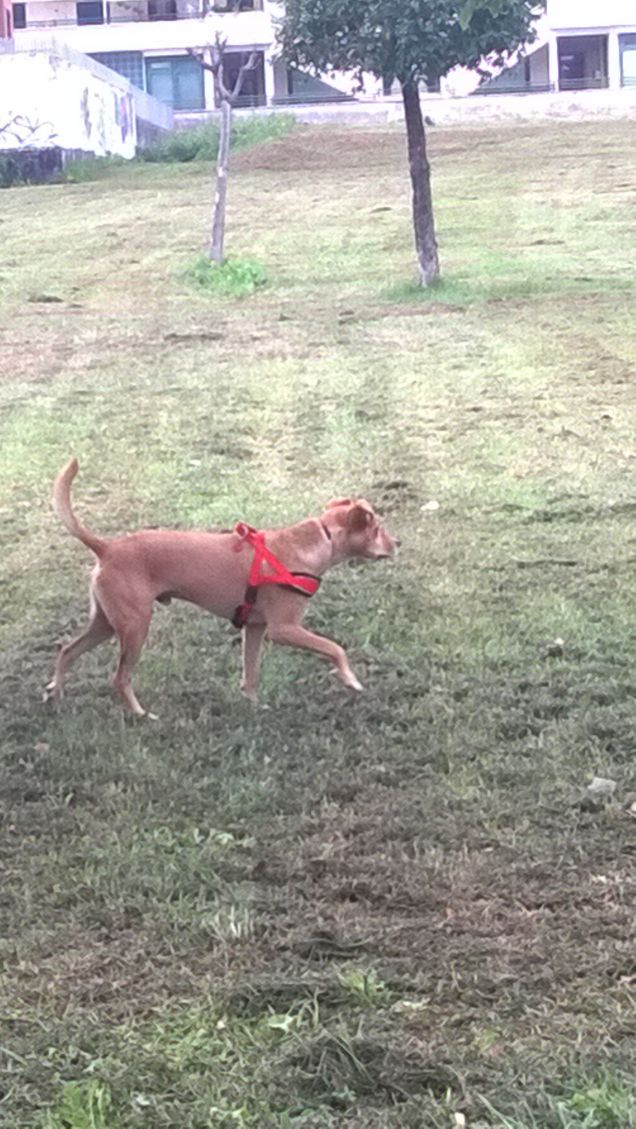 Il cane è un santo. 