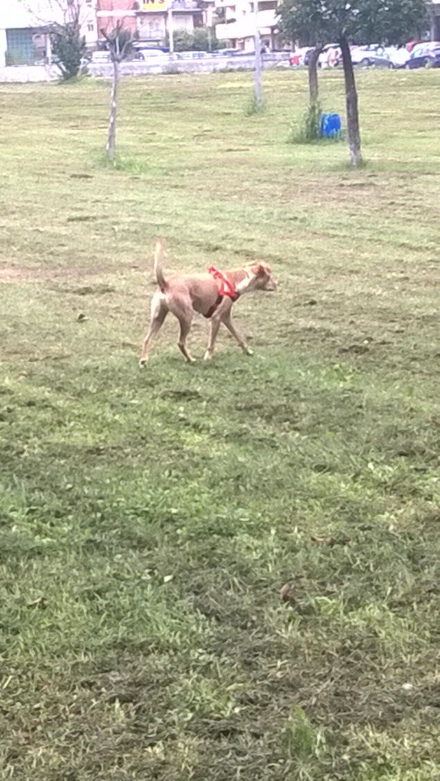  È schietto e onesto di natura. 