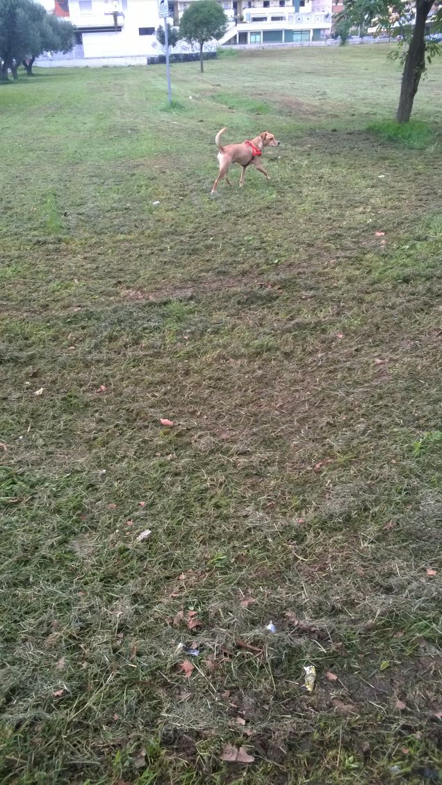 Il cane  Sa per istinto quando non è desiderato.