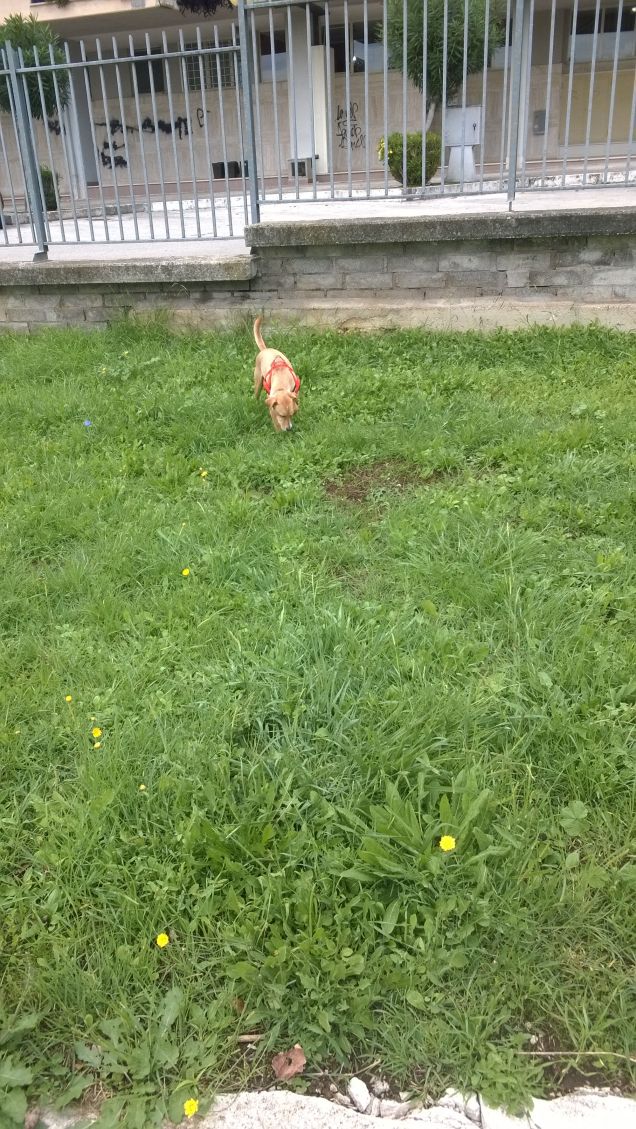Se guardi un cane e non provi subito affetto, devi avere un gatto.