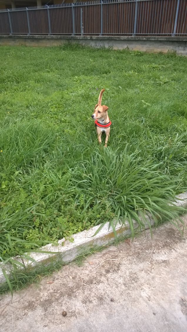 Anche il più piccolo barboncino o Chihuahua ha il cuore di un lupo. (Dorothy Hinshaw)