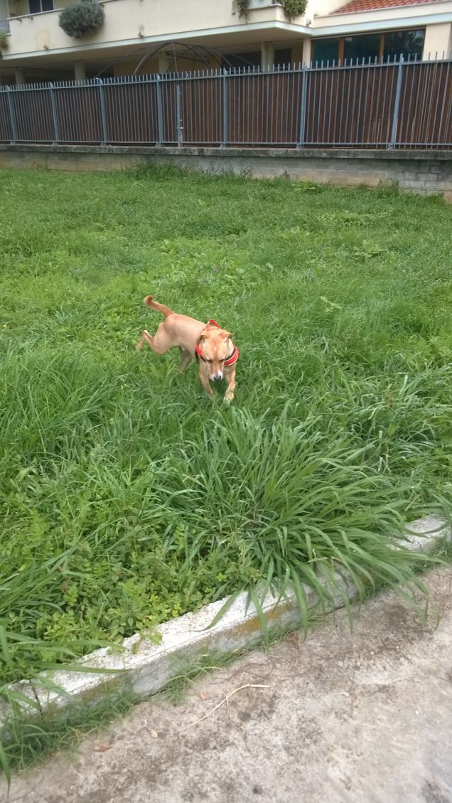 Non ci sono cani da combattimento; ma solo proprietari. (Stefan Wittlin)