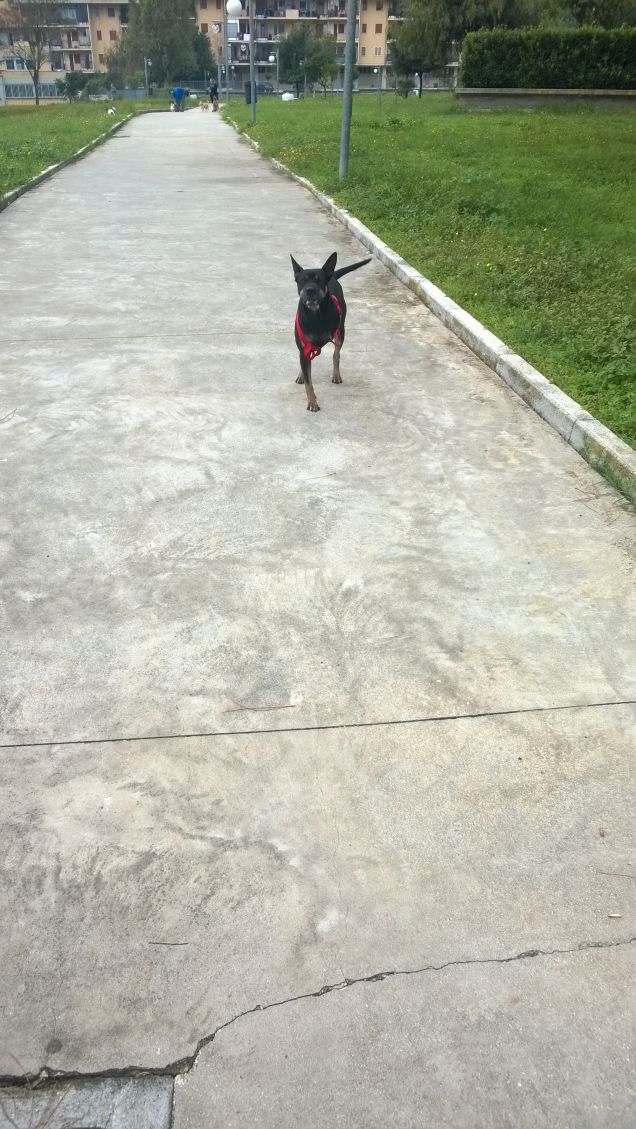 Il pitbull è un cane con il quale non si ha il tempo di lanciare la palle che bisogna già dirgli “porta il braccio indietro a papà!” (Laurent Ruquier)