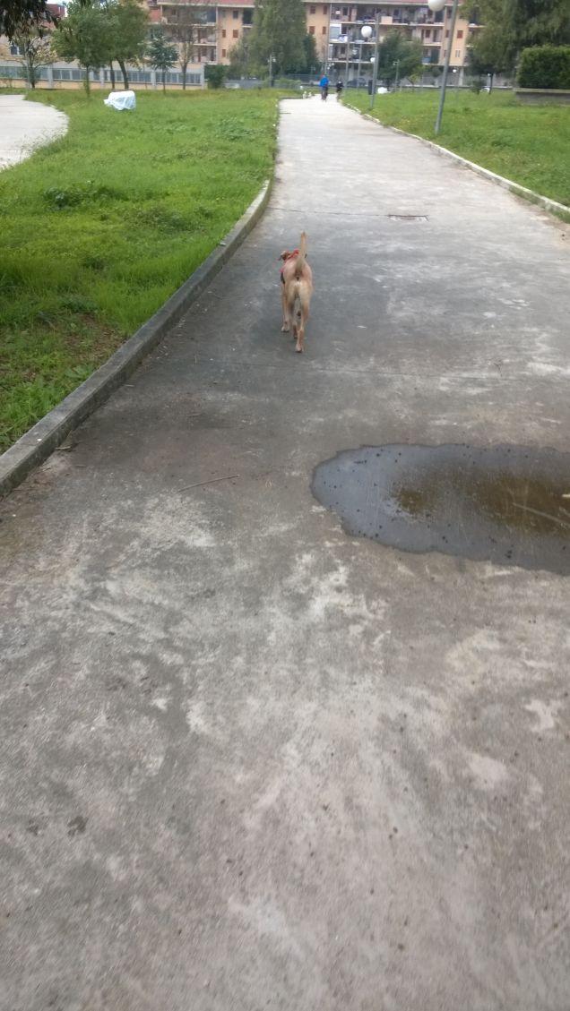 Le cose che sconvolgono un terrier possono passare praticamente inosservate a un alano. (Andy Rooney)