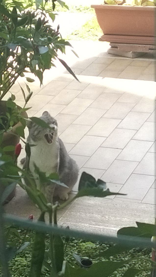 E' stata sterilizzata e sta in ottima forma.